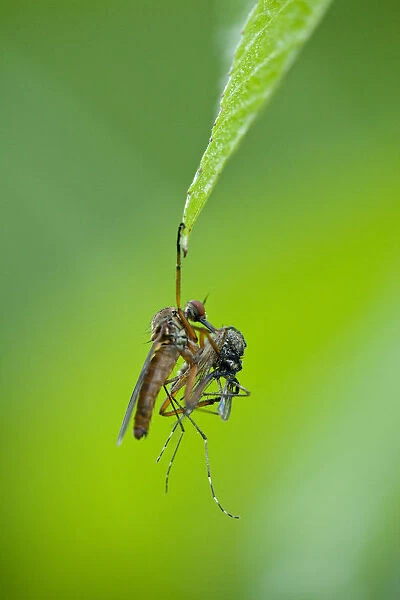 Robber fly (Asilidae) with mosquito prey hanging from leaf, Gornje Podunavlje Special