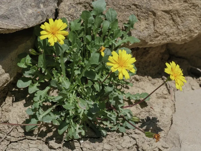 Framed Print : Robert's catsear (Hypochaeris robertia) in flower among rocks, Monti della Laga, Abruzzo, Italy. June Framed Print : Robert's catsear (Hypochaeris robertia) in flower among rocks, Monti della Laga, Abruzzo, Italy. June