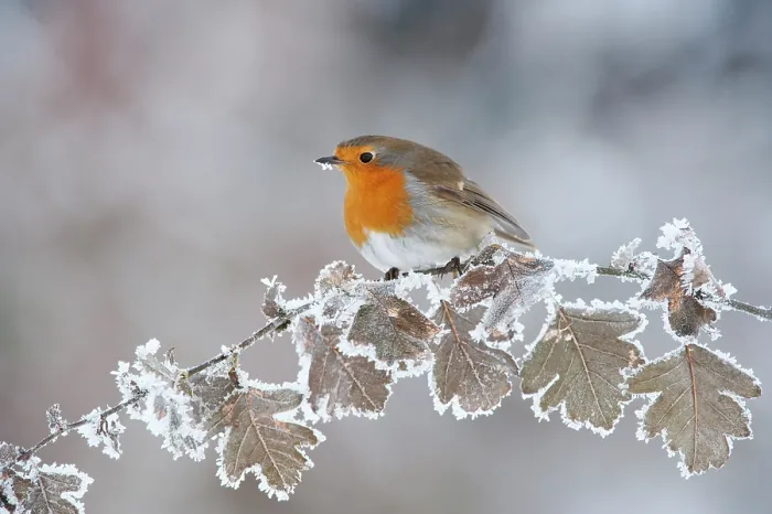 Framed Print : Robin (Erithacus rubecula) adult perched in winter, Scotland, UK, December Framed Print : Robin (Erithacus rubecula) adult perched in winter, Scotland, UK, December