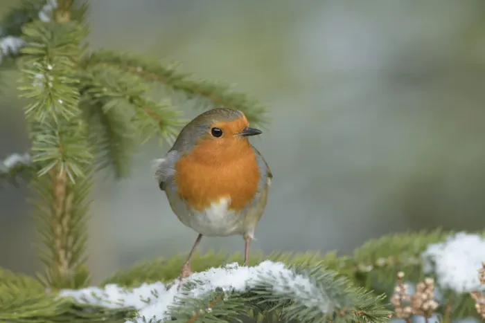 Framed Print : Robin (Erithacus rubecula), Black Isle, Scotland. February Framed Print : Robin (Erithacus rubecula), Black Isle, Scotland. February