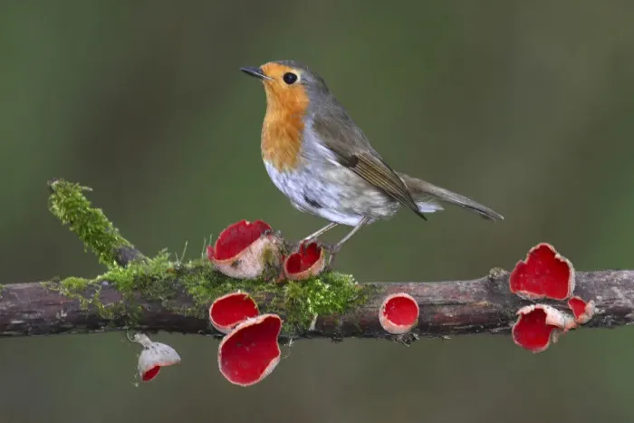 Framed Print : Robin (Erithacus rubecula) on branch with Scarlet elfcup fungus (Sarcoscypha coccinea) spring