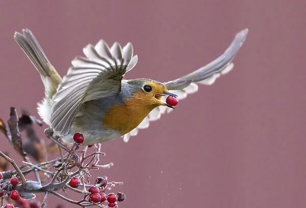 Robin (Erithacus rubecula) carrying a red berry in its beak as it takes off, Parainen Uto, Finland. October