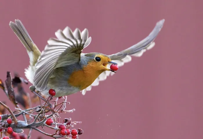 Framed Print : Robin (Erithacus rubecula) carrying a red berry in its beak as it takes off, Parainen Uto, Finland. October Framed Print : Robin (Erithacus rubecula) carrying a red berry in its beak as it takes off, Parainen Uto, Finland. October