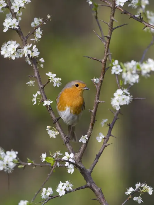 Framed Print : Robin (Erithacus rubecula) perched amongst Blackthorn (Prunus spinosa) blossom, UK