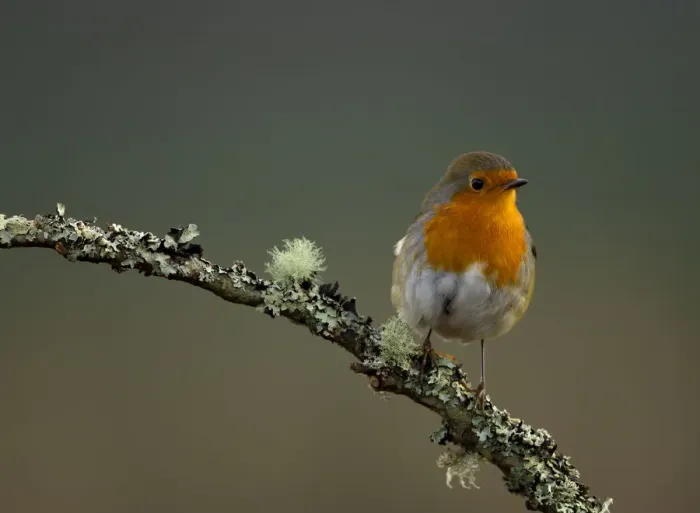 Framed Print : Robin (Erithacus rubecula) perched on a branch, Worcestershire, UK. January Framed Print : Robin (Erithacus rubecula) perched on a branch, Worcestershire, UK. January