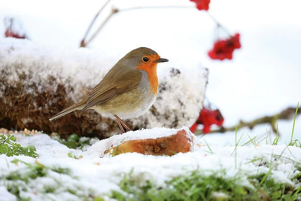 Robin (Erithacus rubecula) perched on fallen apple in snow, Bishopswood, Somerset, UK. January