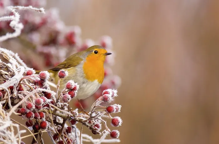 Framed Print : Robin (Erithacus rubecula) perched on frost covered branches, Dumfries and Galloway, Scotland, UK, December. Non-ex Framed Print : Robin (Erithacus rubecula) perched on frost covered branches, Dumfries and Galloway, Scotland, UK, December. Non-ex