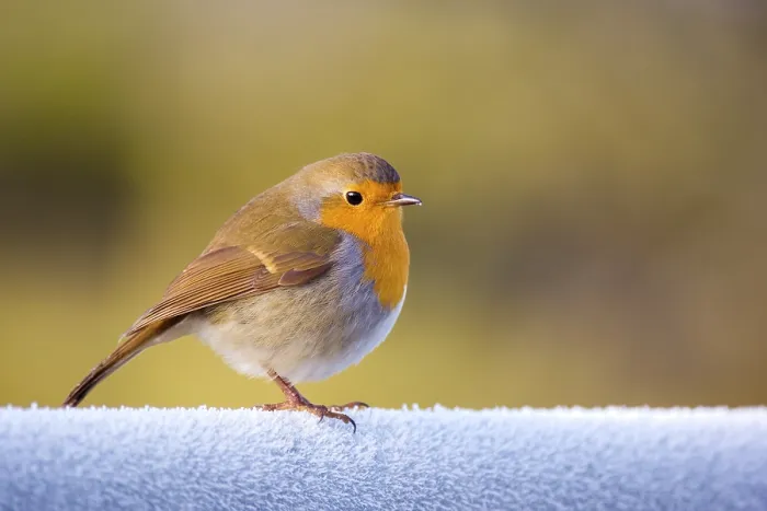 Framed Print : Robin (Erithacus rubecula) perched on a frost covered gate, Dumfries and Galloway, Scotland, UK, December. Non-ex Framed Print : Robin (Erithacus rubecula) perched on a frost covered gate, Dumfries and Galloway, Scotland, UK, December. Non-ex
