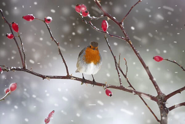 Robin (Erithacus rubecula) perched on rosehip branch during snowfall. UK, December
