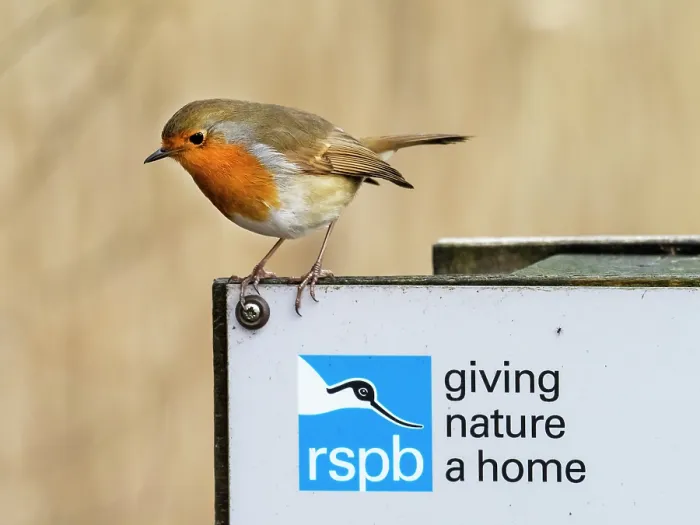 Framed Print : Robin (Erithacus rubecula) perched on RSPB sign, Leighton Moss Nature Reserve, Lancashire, UK. January Framed Print : Robin (Erithacus rubecula) perched on RSPB sign, Leighton Moss Nature Reserve, Lancashire, UK. January