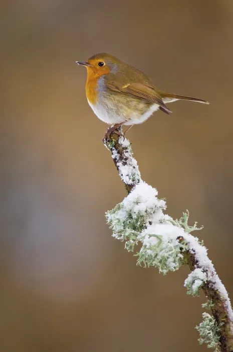Framed Print : Robin (Erithacus rubecula) perched on a snow covered branch, Mid Wales, UK, February. Non-ex Framed Print : Robin (Erithacus rubecula) perched on a snow covered branch, Mid Wales, UK, February. Non-ex