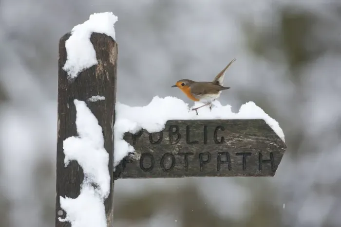 Framed Print : Robin (Erithacus rubecula) perched on snow covered footpath sign, Peak District, England, UK Framed Print : Robin (Erithacus rubecula) perched on snow covered footpath sign, Peak District, England, UK