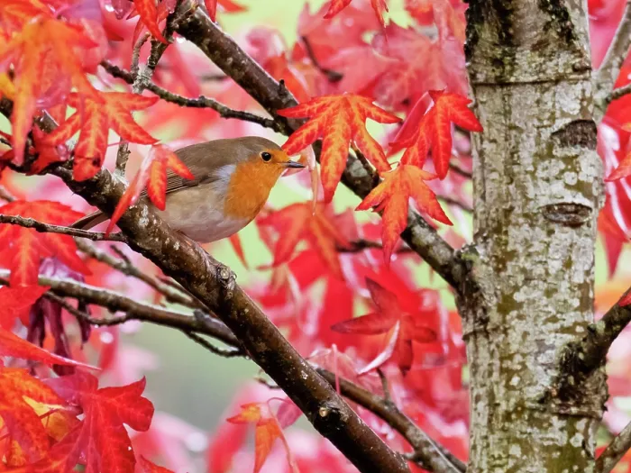 Framed Print : Robin (Erithacus rubecula) perched in Sweetgum (Liquidambar styraciflua) tree, Ambleside, Lake District, Cumbria, UK. October