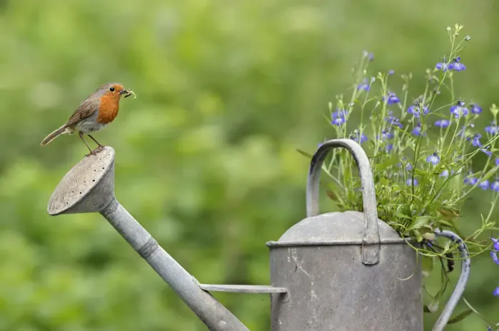 Framed Print : Robin (Erithacus rubecula) perched on watering can with invertebrate prey. Wiltshire Framed Print : Robin (Erithacus rubecula) perched on watering can with invertebrate prey. Wiltshire