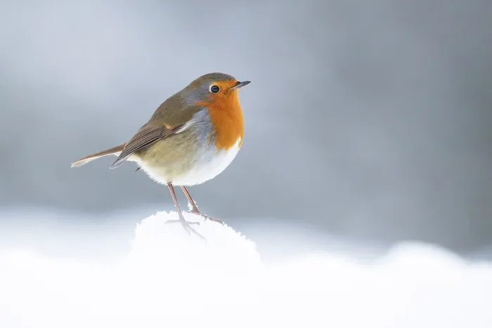 Framed Print : Robin (Erithacus rubecula) perched in winter snow, Cairngorms National Park, Scotland, UK. January Framed Print : Robin (Erithacus rubecula) perched in winter snow, Cairngorms National Park, Scotland, UK. January