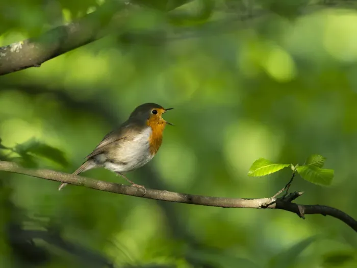 Framed Print : Robin (Erithacus rubecula) perching on a branch, singing, Bavaria, Germany. May Framed Print : Robin (Erithacus rubecula) perching on a branch, singing, Bavaria, Germany. May
