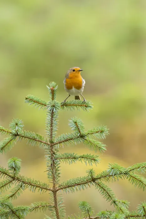 Framed Print : Robin (Erithacus rubecula) portrait on (Pinus sp), Black Isle, Scotland, UK March