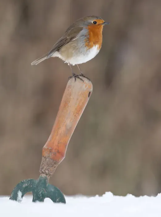 Framed Print : Robin (Erithacus rubecula) resting on garden trowel in the snow, Nr Bradworthy, Devon, England, UK Framed Print : Robin (Erithacus rubecula) resting on garden trowel in the snow, Nr Bradworthy, Devon, England, UK