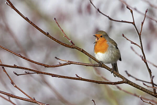 Robin (Erithacus rubecula) singing on bare tree branch, Whitlingham Country Park, Norfolk, UK. February