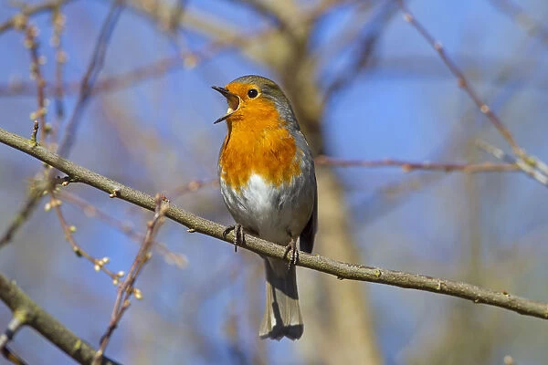 Robin (Erithacus rubecula) singing, Norfolk, England, UK, February