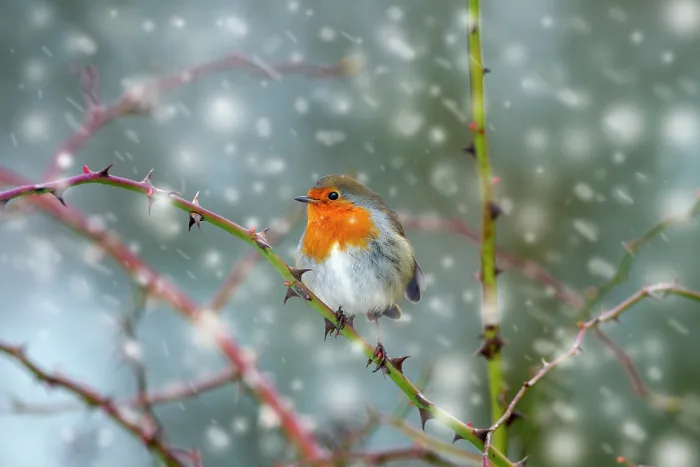 Framed Print : Robin (Erithacus rubecula) in snow, Titchwell, Norfolk, January. Image digitally manipulated to add more snow Framed Print : Robin (Erithacus rubecula) in snow, Titchwell, Norfolk, January. Image digitally manipulated to add more snow