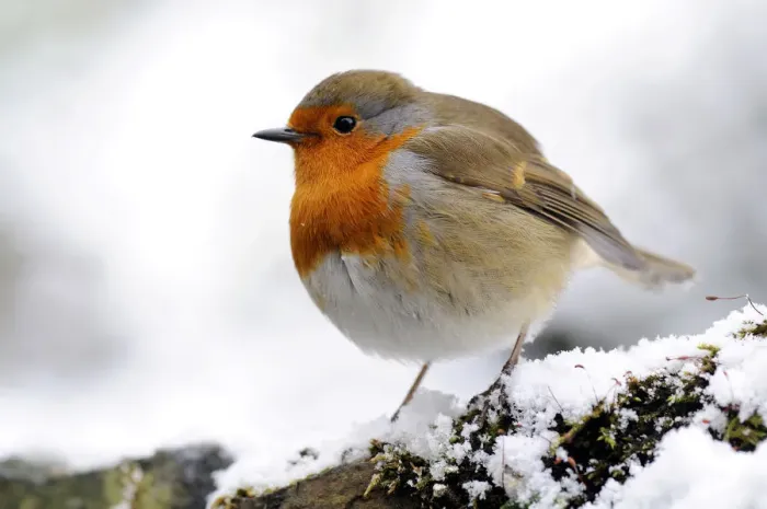 Framed Print : Robin (Erithacus rubecula) in snow, Broxwater, Cornwall, UK Framed Print : Robin (Erithacus rubecula) in snow, Broxwater, Cornwall, UK