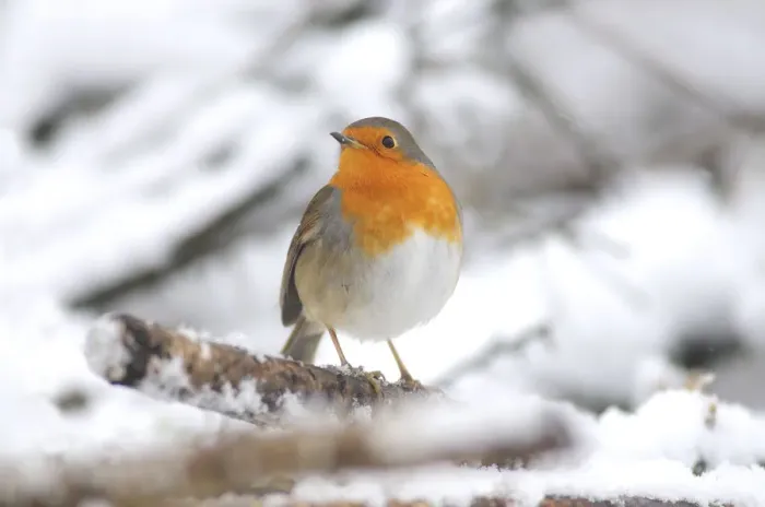 Framed Print : Robin (Erithacus rubecula) in snow. Dorset, UK, January 2010 Framed Print : Robin (Erithacus rubecula) in snow. Dorset, UK, January 2010