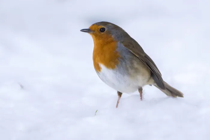 Framed Print : Robin (Erithacus rubecula) in the snow, Broxwater, Cornwall, UK. March Framed Print : Robin (Erithacus rubecula) in the snow, Broxwater, Cornwall, UK. March