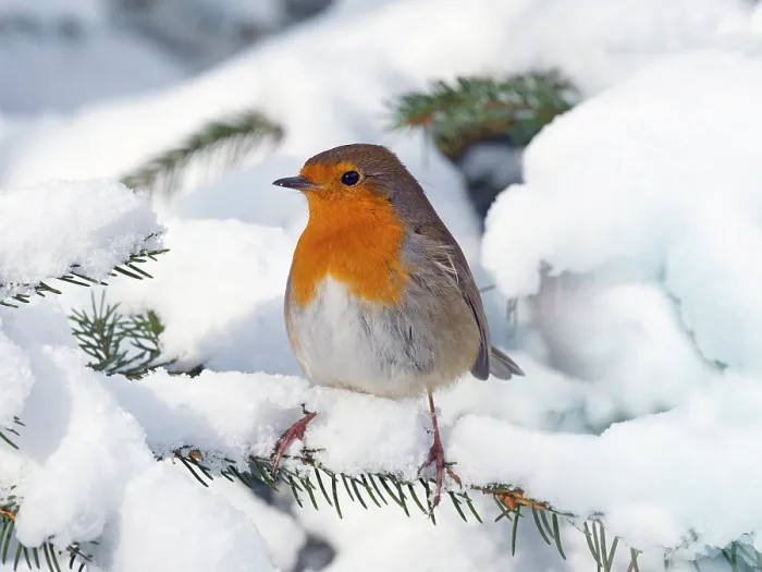 Framed Print : Robin (Erithacus rubecula) in snow, Norfolk, England, UK, February Framed Print : Robin (Erithacus rubecula) in snow, Norfolk, England, UK, February