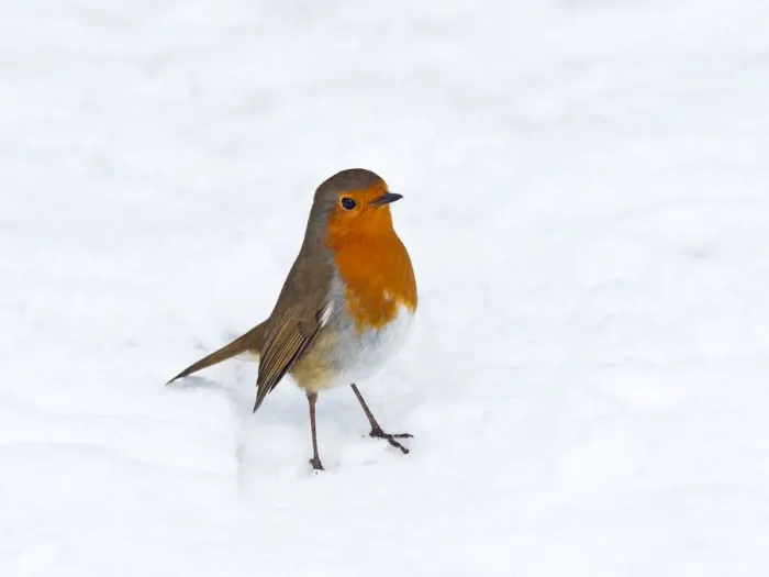 Framed Print : Robin (Erithacus rubecula) in snow, Norfolk, England, UK, February Framed Print : Robin (Erithacus rubecula) in snow, Norfolk, England, UK, February