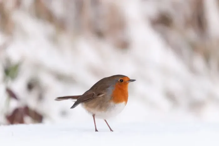 Framed Print : Robin {Erithacus rubecula} in snow, nr Bradworthy, Devon, UK. December 2010 Framed Print : Robin {Erithacus rubecula} in snow, nr Bradworthy, Devon, UK. December 2010