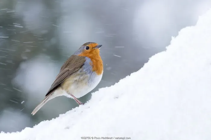 Framed Print : Robin (Erithacus rubecula) in snow, Broxwater, Cornwall, UK. March Framed Print : Robin (Erithacus rubecula) in snow, Broxwater, Cornwall, UK. March