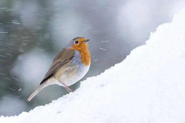 Robin (Erithacus rubecula) in snow, Broxwater, Cornwall, UK. March