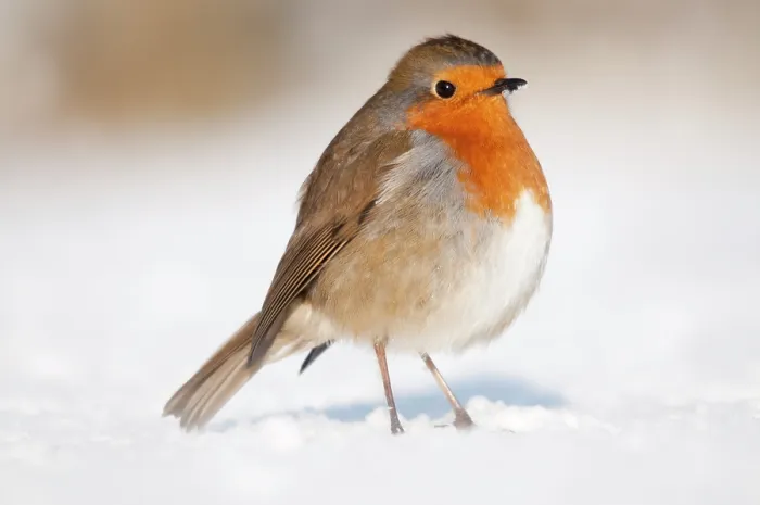 Framed Print : Robin (Erithacus rubecula) on snow covered garden lawn. Nr Bradworthy, Devon, England, UK. January Framed Print : Robin (Erithacus rubecula) on snow covered garden lawn. Nr Bradworthy, Devon, England, UK. January