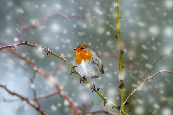Robin (Erithacus rubecula) in snow, Titchwell, Norfolk, January