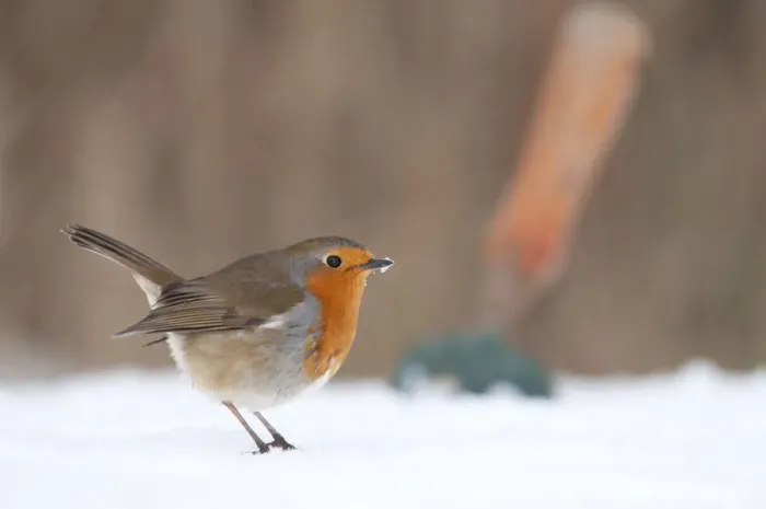 Framed Print : Robin (Erithacus rubecula) in snowy garden, with garden trowel in the background. Nr Bradworthy Framed Print : Robin (Erithacus rubecula) in snowy garden, with garden trowel in the background. Nr Bradworthy