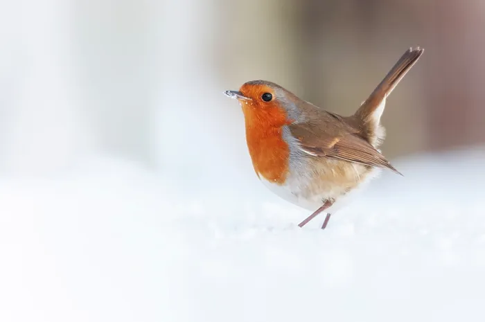 Framed Print : Robin (Erithacus rubecula) standing in snow, Bradworthy, Devon, UK, December Framed Print : Robin (Erithacus rubecula) standing in snow, Bradworthy, Devon, UK, December