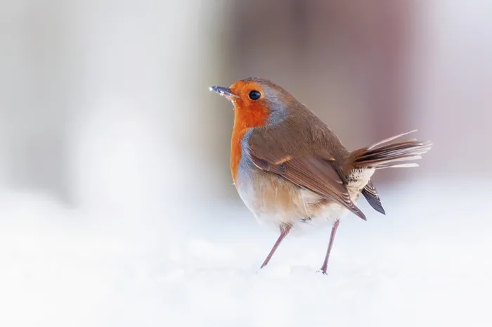 Framed Print : Robin (Erithacus rubecula) standing in snow, Bradworthy, Devon, UK, December Framed Print : Robin (Erithacus rubecula) standing in snow, Bradworthy, Devon, UK, December