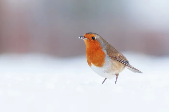 Framed Print : Robin (Erithacus rubecula) standing in snow, Bradworthy, Devon, UK, December Framed Print : Robin (Erithacus rubecula) standing in snow, Bradworthy, Devon, UK, December