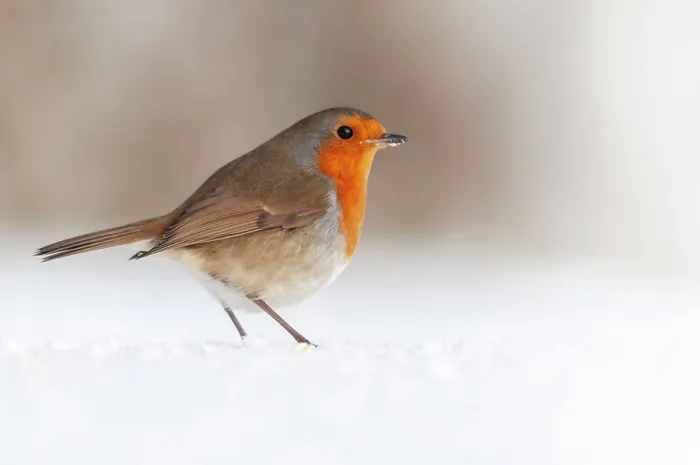 Framed Print : Robin (Erithacus rubecula) standing in snow, Bradworthy, Devon, UK, December