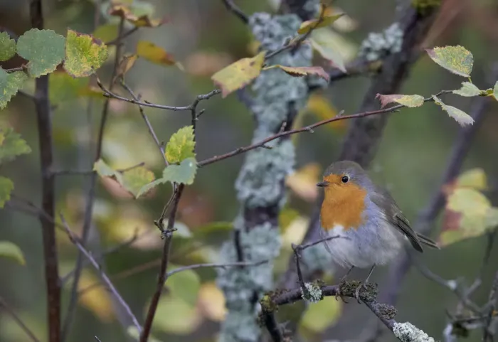 Framed Print : Robin (Erithacus rubecula) Uto Finland September Framed Print : Robin (Erithacus rubecula) Uto Finland September