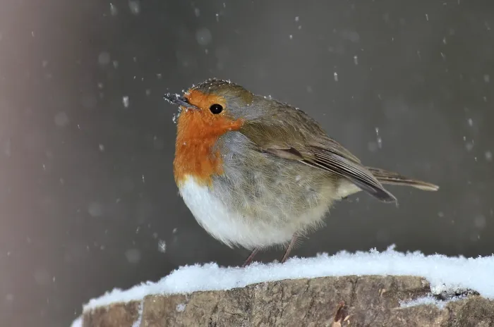 Framed Print : Robin (Erithacus rubecula) in winter. Dorset, UK February Framed Print : Robin (Erithacus rubecula) in winter. Dorset, UK February