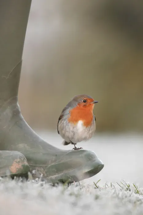 Framed Print : Robin perched on boot {Erithacus rubecula} UK Framed Print : Robin perched on boot {Erithacus rubecula} UK