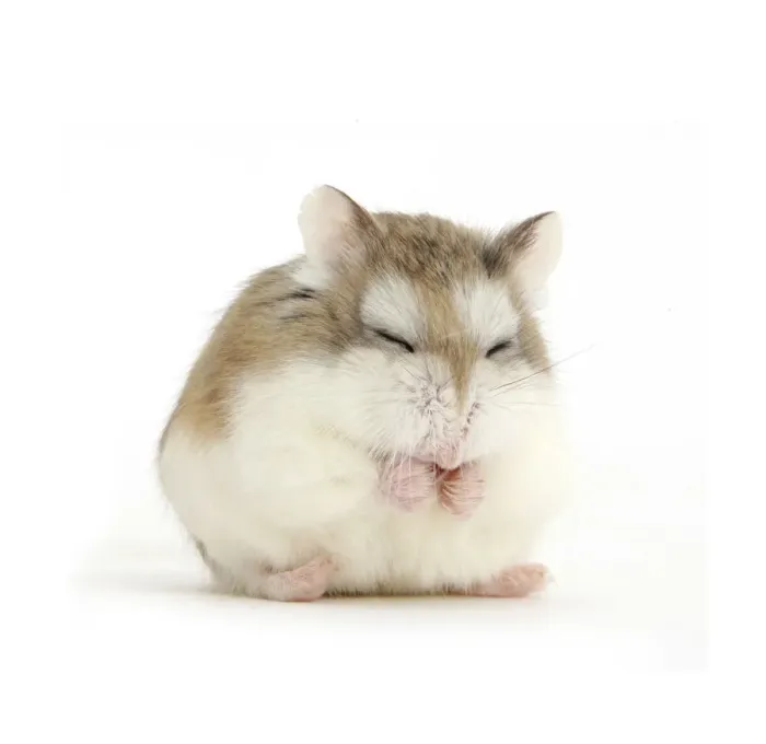 Framed Print : Roborovski Hamster (Phodopus roborovskii) asleep sitting up, against white background Framed Print : Roborovski Hamster (Phodopus roborovskii) asleep sitting up, against white background