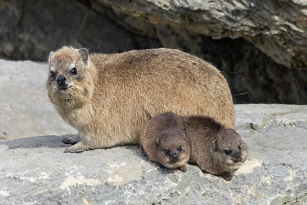 Rock hyrax  /  dassie (Procavia capensis), with babies, De Hoop Nature Reserve, Western Cape, South Africa