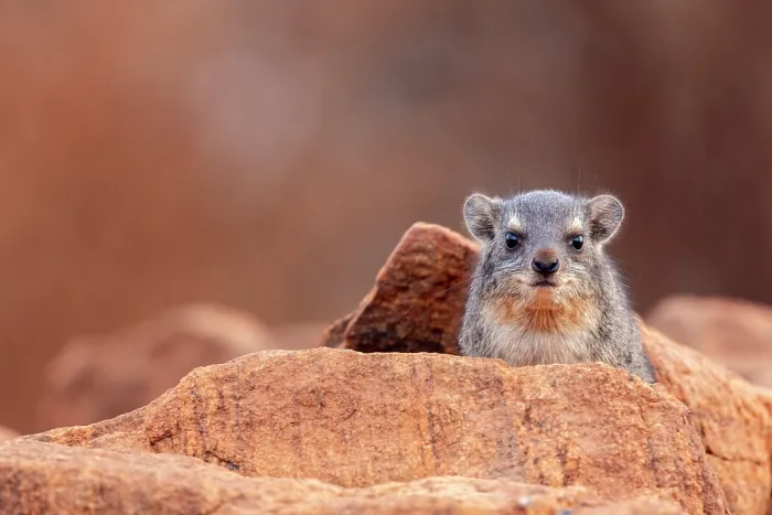 Framed Print : Rock hyrax (Procavia capensis) sitting on rock and looking forward, Tsavo East National Park, Kenya Framed Print : Rock hyrax (Procavia capensis) sitting on rock and looking forward, Tsavo East National Park, Kenya