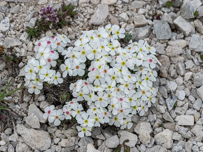 Framed Print : Rock jasmine (Androsace villosa) in flower on gravel, Gran Sasso, Abruzzo, Italy. May Framed Print : Rock jasmine (Androsace villosa) in flower on gravel, Gran Sasso, Abruzzo, Italy. May