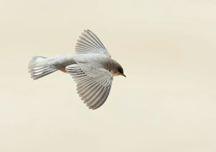 Framed Print : Rock Martin (ptyonoprogne fuligula)in flight, Israel Framed Print : Rock Martin (ptyonoprogne fuligula)in flight, Israel