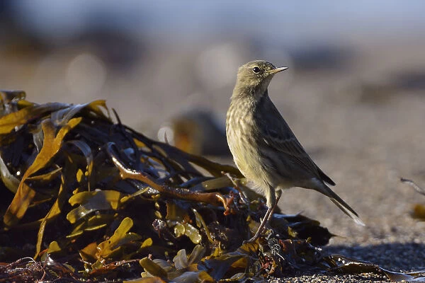 Rock pipit (Anthus petrosus) foraging for invertebrates among seaweed on the strand