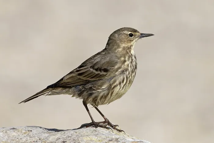 Framed Print : Rock pipit (Anthus petrosus) portrait, Dorset, England, UK. April
